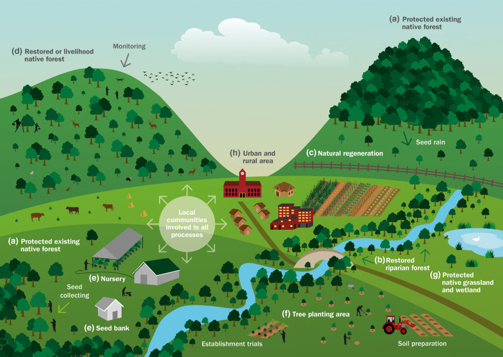 ¿Es Adecuado Reforestar?